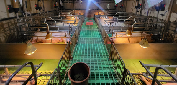 경남도(도지사 박완수)는 기후변화와 고령화·인력난으로 어려움을 겪는 도내 양돈 농가를 위해 ‘양돈 인공지능(AI) 번식관리 시스템 구축사업’을 본격 추진한다. (자료=경남도청)