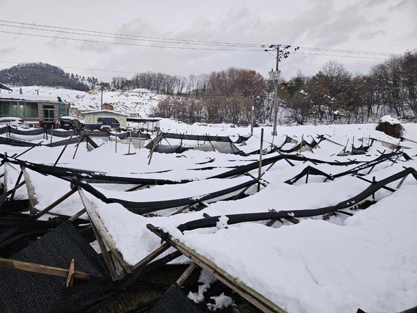 정부 차원의 친환경농업 지원정책이 일정한 재정 한계에 부딪히는 상황에서, 지방정부가 독자적으로 실효성 높은 맞춤형 농정(農政)을 설계해 실행한 점에서 경기도의 이번 조치는 전국 지방정부 행정의 모범 사례로 주목받고 있다. (사진=김미숙 기자/경기도청)