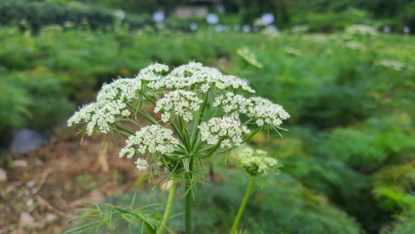 경상북도농업기술원은 국내 약용작물 산업의 체질 개선에 나섰다. 이 기관은 약용작물 고본(Angelica tenuissima Nakai)의 국내 최초 품종인 ‘녹향(錄香)’을 성공적으로 개발하고, 국립종자원에 품종보호등록을 완료했다. (사진=이상금 기자/경북도청)