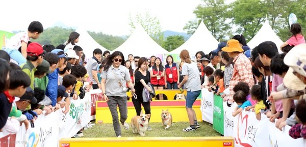 이번 대회는 반려견과 보호자가 함께 참여하는 어질리티(Agility), 캐니크로스(및 캐니워킹), 견공올림픽 등 6개 종목과 학생훈련대회, 행동훈련 특강, 반려동물 심폐소생술 등 체험·교육 프로그램을 아우르는 종합 행사다. (사진=박상대 기자/서울시청)