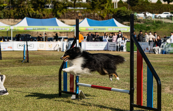 서울시는 9월 20~21일 상암 월드컵공원 평화의광장에서 ‘제1회 도그스포츠 대회’를 개최한다. (사진=박상대 기자/서울시청)