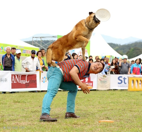 서울특별시(시장 오세훈)가 서울 최초로 '도그스포츠 대회'를 열어, 단순 축제가 아닌 공공 차원에서 반려동물과 사람의 건강 · 안전 · 공존 문화를 제도적으로 확산시킨다. (사진=박상대 기자/서울시청)