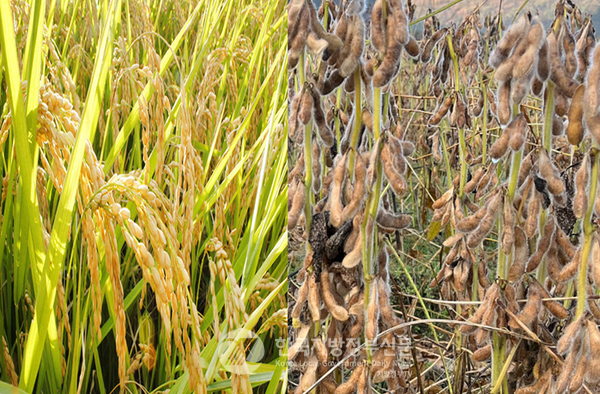 전라남도가 논콩(오른쪽), 가루쌀벼(왼쪽) 등 대체작물 전환을 통해 올해 벼 재배면적을 전국에서 가장 큰 폭으로 줄이며 전국 쌀값 안정을 견인함으로써 ‘대한민국 쌀값의 방향을 결정하는 농정수도’로 다시 주목받고 있다.(사진=조용원 기자/농진청)